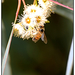 Méhecske az eukaliptusz-virágon 2
