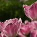 Városi tulipánok 3
