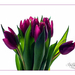 2012.01.07. tulipános (4)