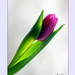 2012.01.07. tulipános (6)