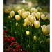 Tavaszváró tulipánok
