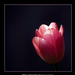 2010.03.21. tulipános (6)