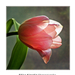 2010.03.21. tulipános (8)