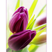 Valentin napi tulipánok