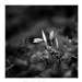 2012.02.25. hóvirágos (8) ff