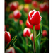 2011.04.16. tulipános (2)