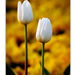 2011.04.16. tulipános (5)