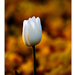 2011.04.16. tulipános (6)