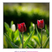 2012.04.10. tulipános (5)
