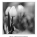 fekete-fehér--tulipán