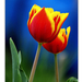 fertőrákosi tulipán