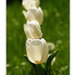 2012.04.25. tulipános (1)