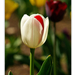 2012.04.25. tulipános (6)