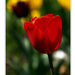2012.04.25. tulipános (7) másolata
