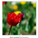 2012.04.25. tulipános (9)