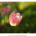 2012.04.25. tulipános (14)