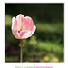 2012.04.25. tulipános (17)