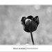 2012.04.25. tulipános (5)