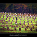 2012.11.02. Hősi temetőben (12)