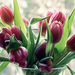 tulipános