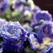 Campanula x haylodgensis 'Blue Wonder' Teltvirágú Harangvirág