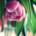 Tulipán, de pünkösdi rózsának tűnik