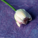 Egy szál tulipán