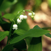 A gyöngyvirág (Convallaria majalis)