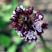 A bíbor kosbor (bíboros kosbor; tudományos nevén: Orchis purpure