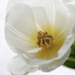 Fehér tulipán