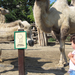 friendly camels