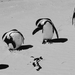Boulders pingvin kolonia 1