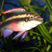 Album - Pelvicachromis pulcher - Meggyhasú sügér