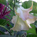 Brugmansia - Angyaltrombita - rózsaszín