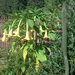 Brugmansia ’Charles Grimaldi’ - Angyaltrombita aranysárga (3)