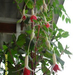 Fuchsia magellanica 'Galadriel' (4)