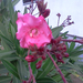 Nerium Oleander ’Splendens Giganteum’ (2)