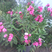 Nerium Oleander ’Splendens Giganteum’ (3)