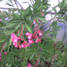 Nerium Oleander ’Splendens Giganteum’ (4)