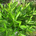 Nerium Oleander ’Splendens Giganteum’ (6)