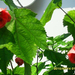 Abutilon x hybridum 'Nabob' - Selyemmályva (2)