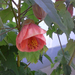 Abutilon x hybridum 'Nabob' - Selyemmályva (4)