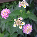 Sétányrózsa - Lantana Camara 'Bandana Pink'