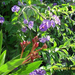 Nerium Oleander ’Splendens Giganteum’ bimbó és enciánfa