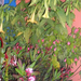 Növényeim egy része bent(miért prios a leander (Nerium Oleander 