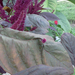 Piros disznóparéj - Amaranthus hypochondriacus levelén nőtt egy 