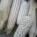 fehér kukorica