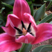 rózsaszín tulipán