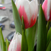 tulipán 007