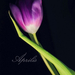 Tulipán-április-640×960